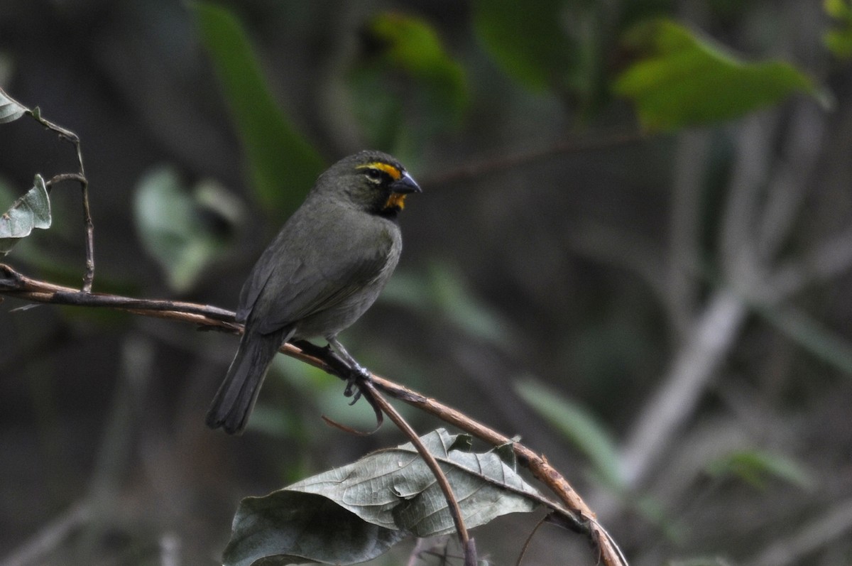 Yellow-faced Grassquit - Philippe HUBERT