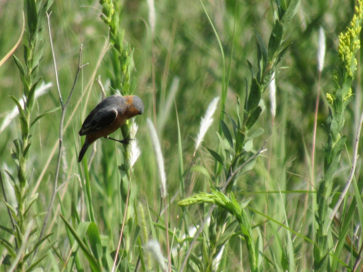 Tawny-bellied Seedeater - Matias Almeida