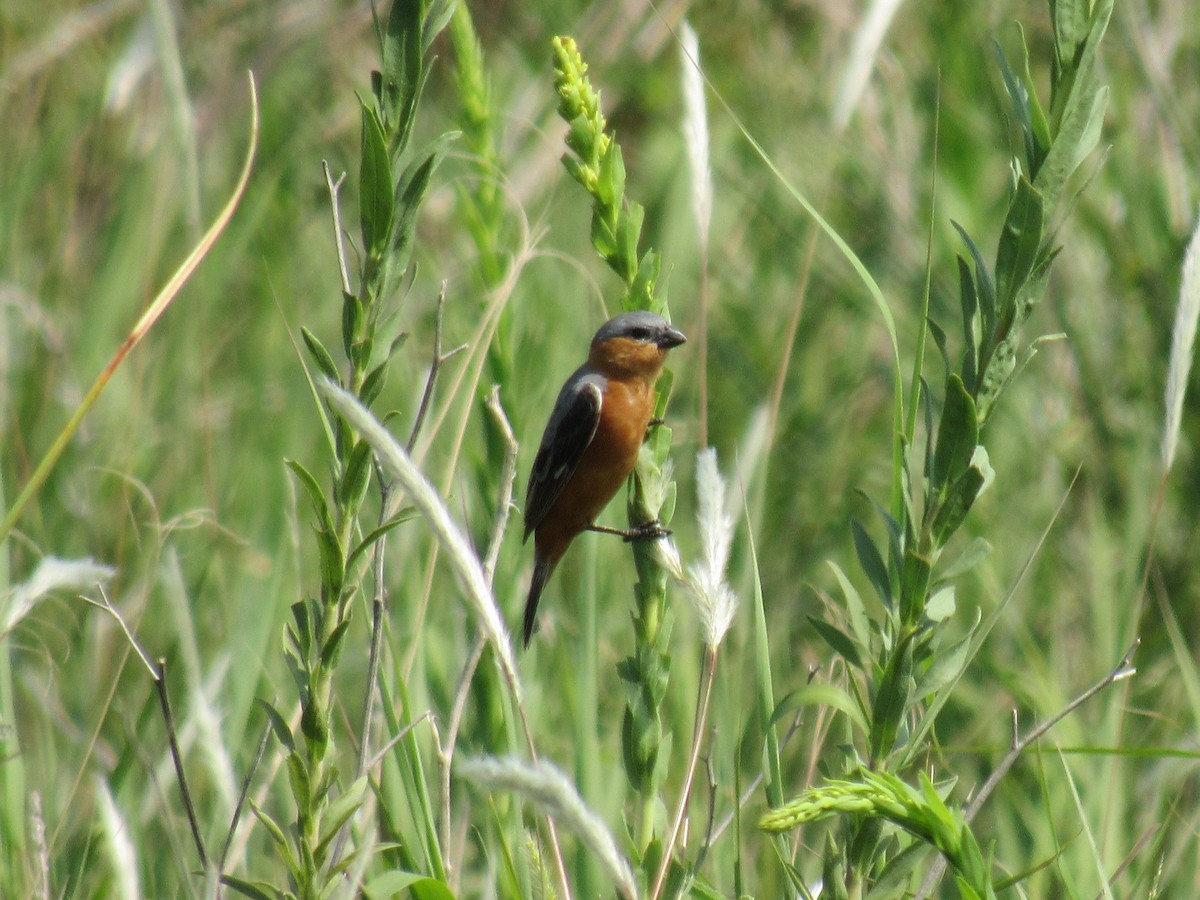 Tawny-bellied Seedeater - Matias Almeida