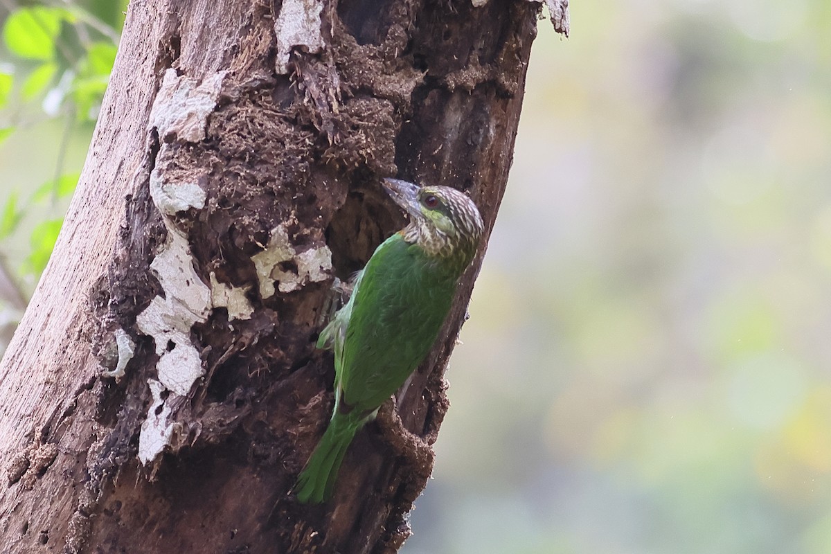 Barbudo Orejiverde - ML538058971