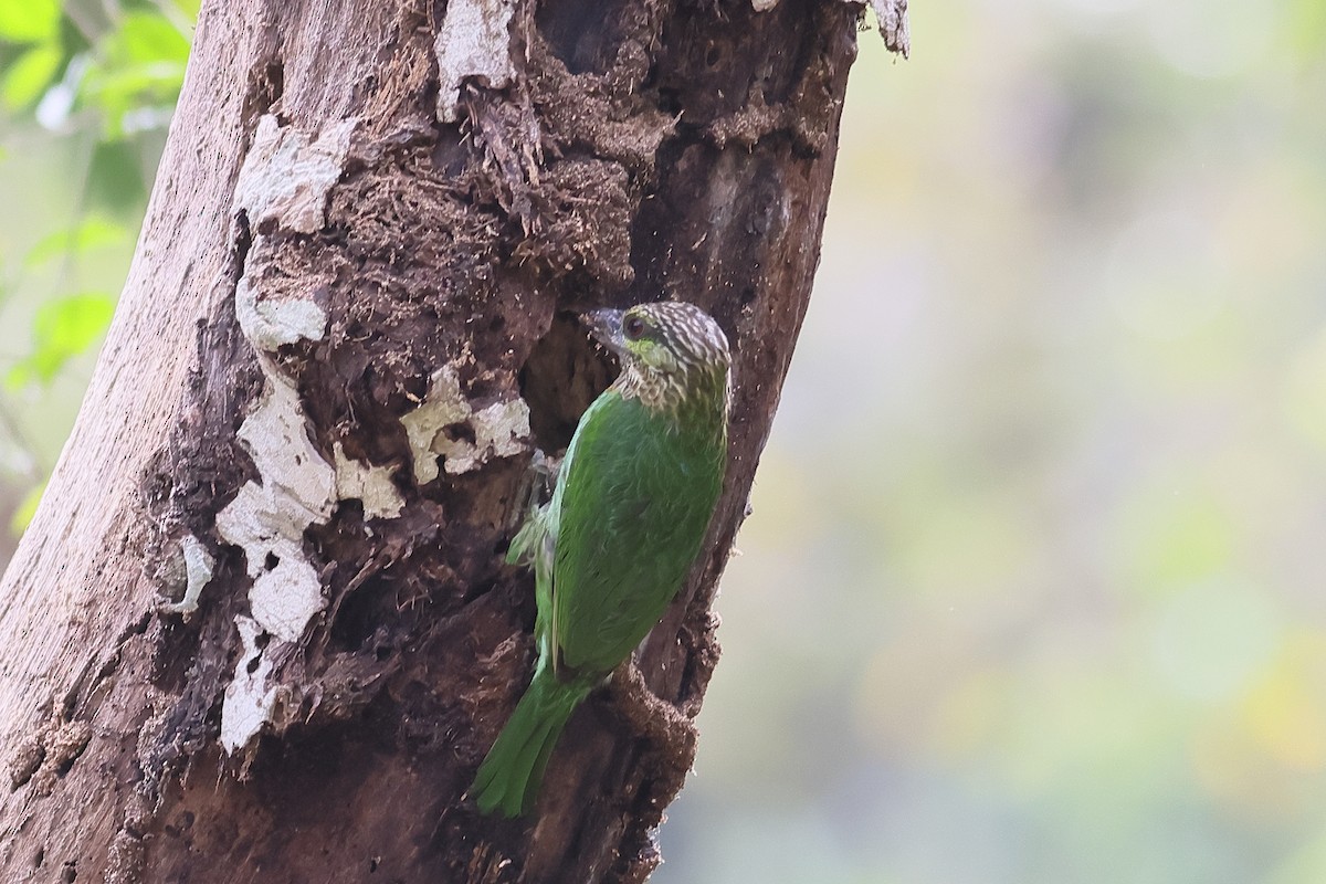 Grünohr-Bartvogel - ML538058981