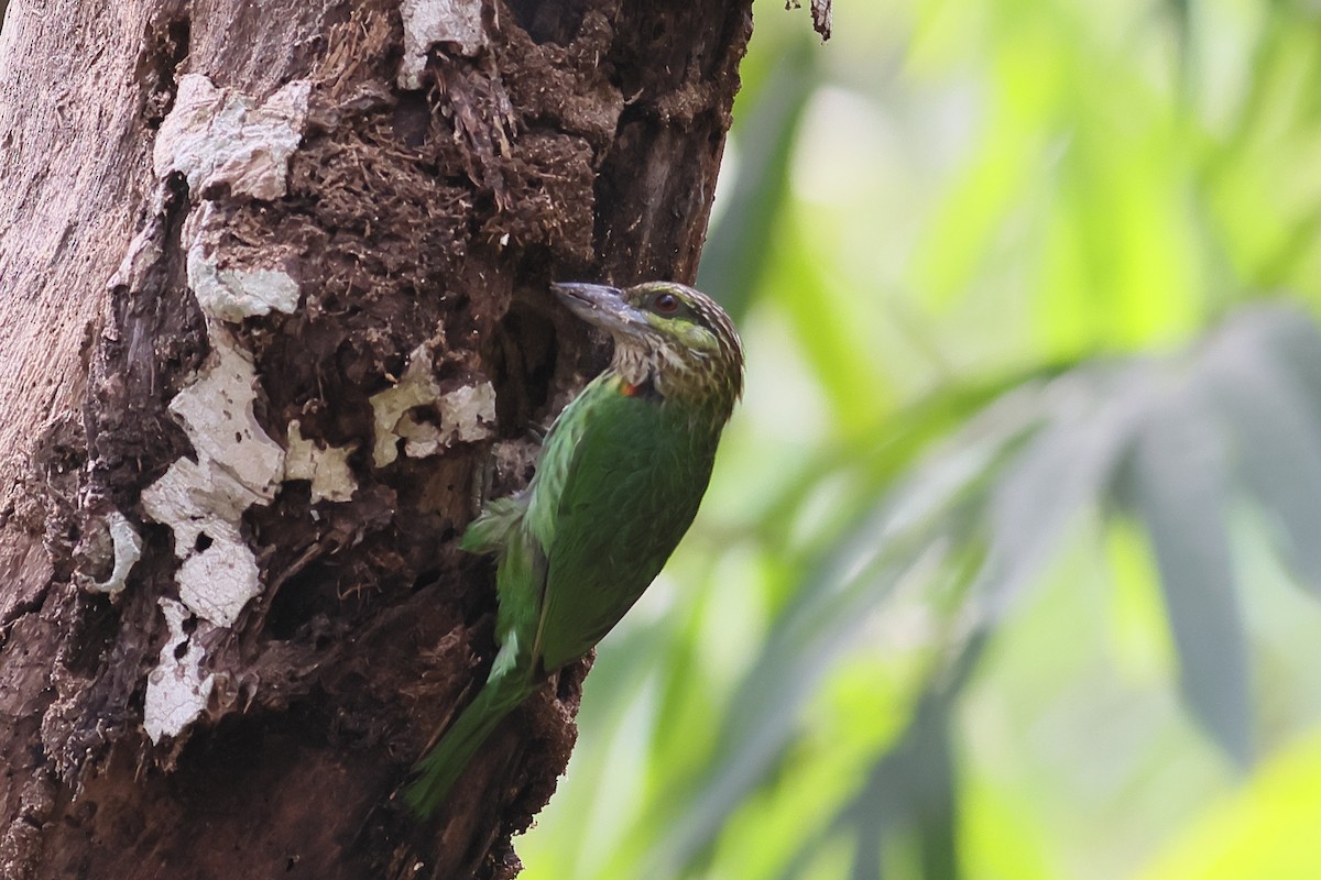 Green-eared Barbet - ML538058991