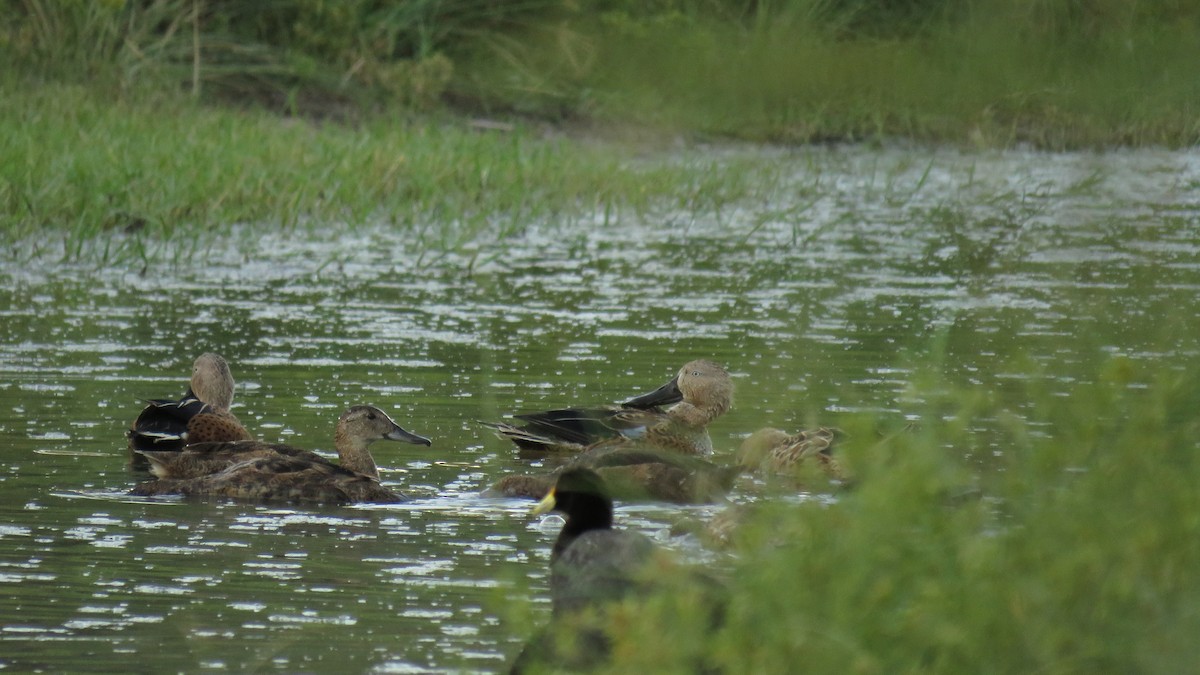 Red Shoveler - ML538059771