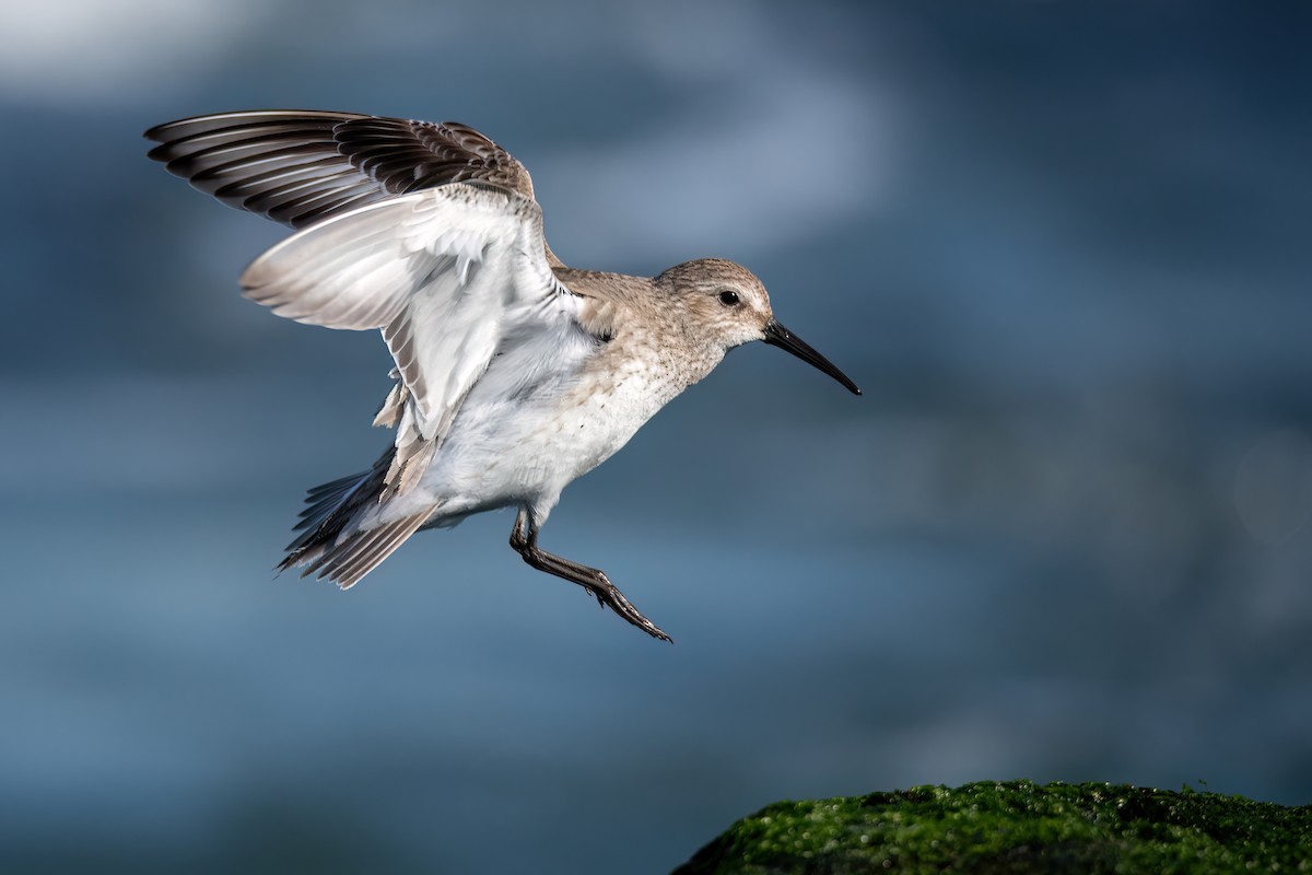 Dunlin - Kieran Barlow