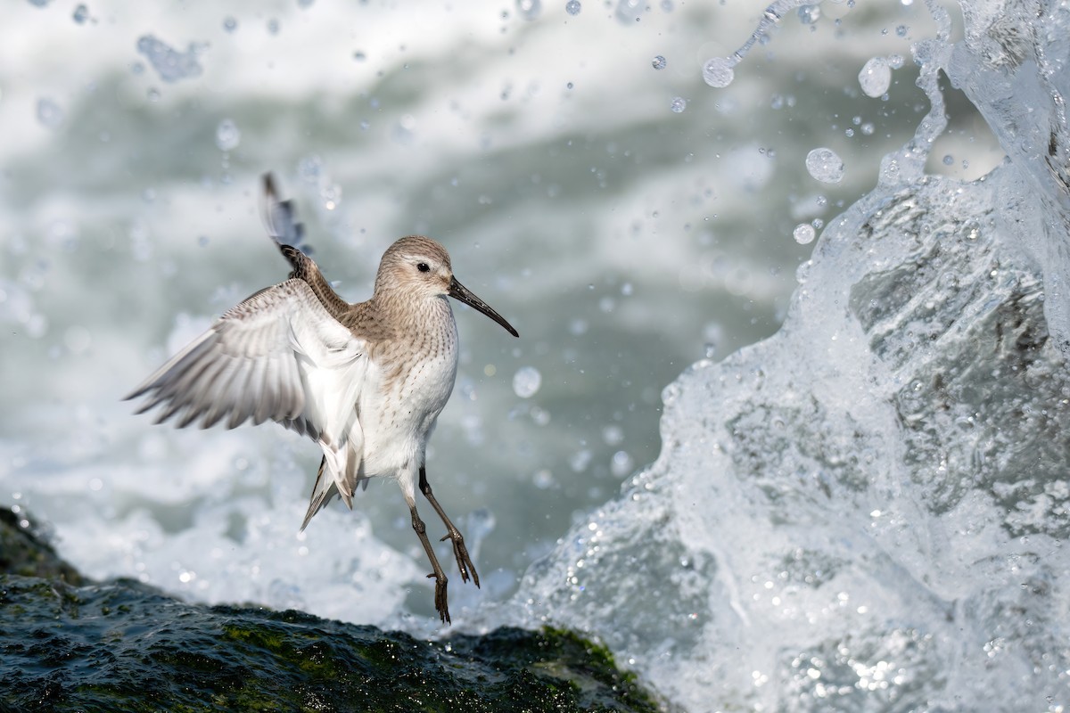 Dunlin - Calidris alpina - Media Search - Macaulay Library and eBird