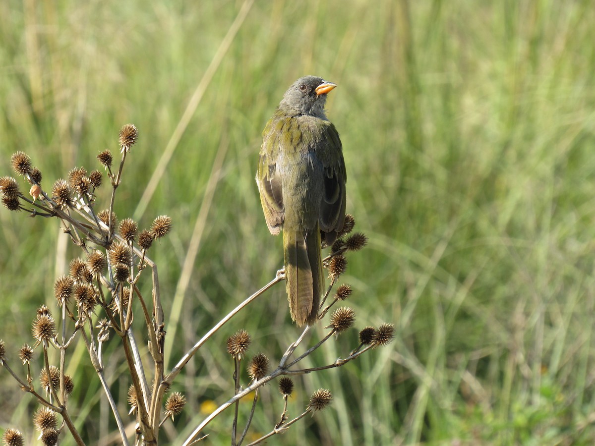 Great Pampa-Finch - Matias Almeida