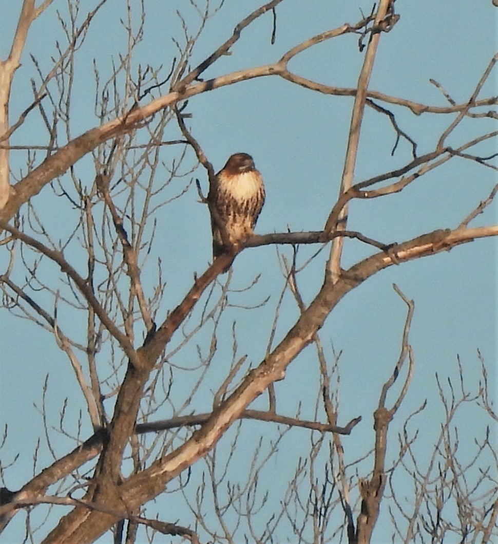 Rotschwanzbussard (abieticola) - ML538066381