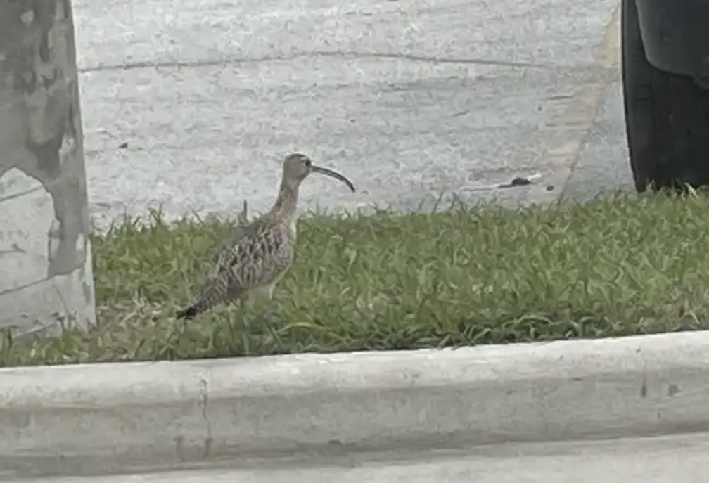 Long-billed Curlew - ML538066541