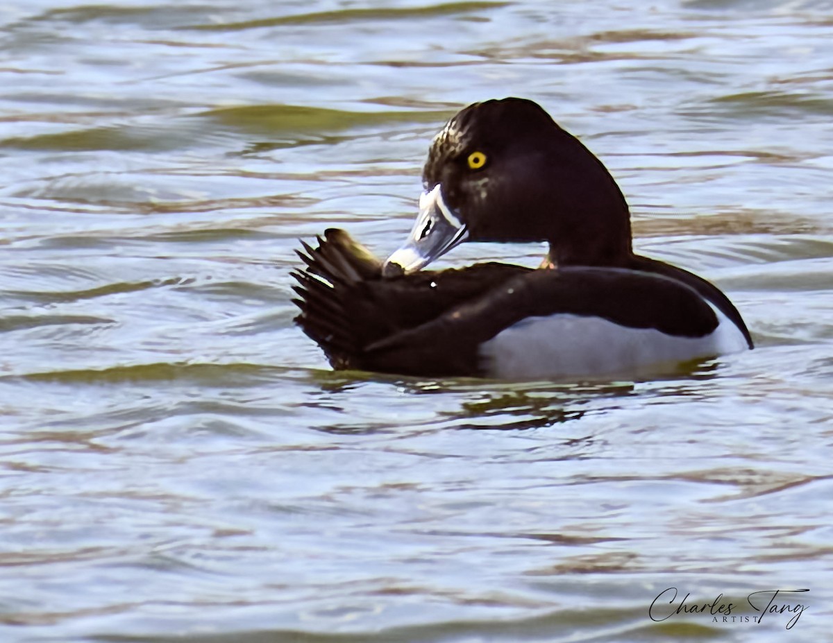 Ring-necked Duck - ML538068791