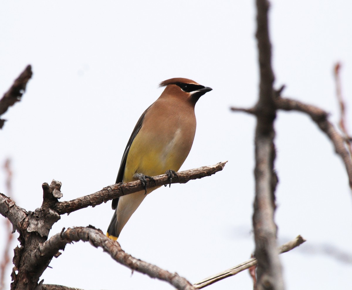 Cedar Waxwing - ML53806931