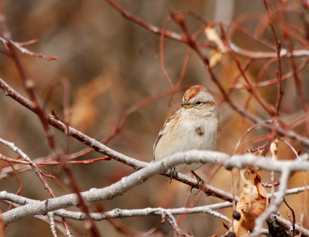 American Tree Sparrow - ML53806961
