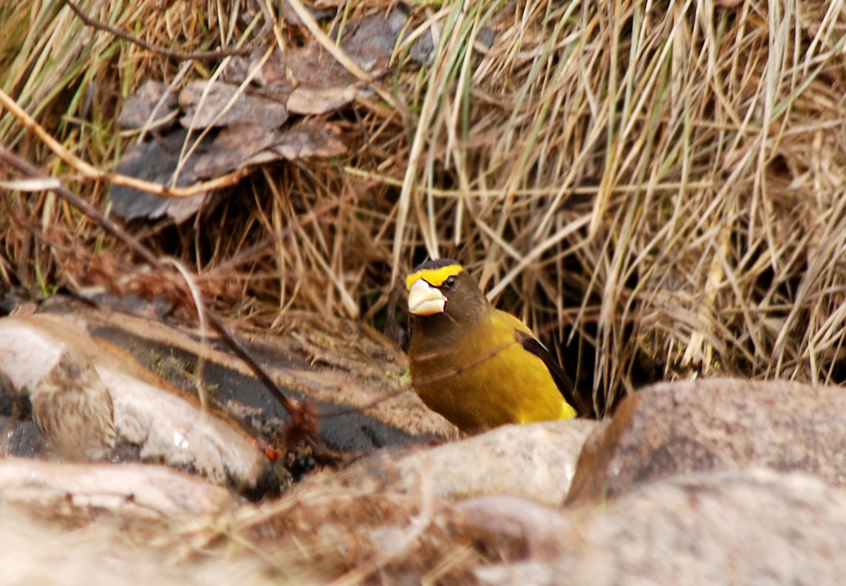 Evening Grosbeak - ML53806991