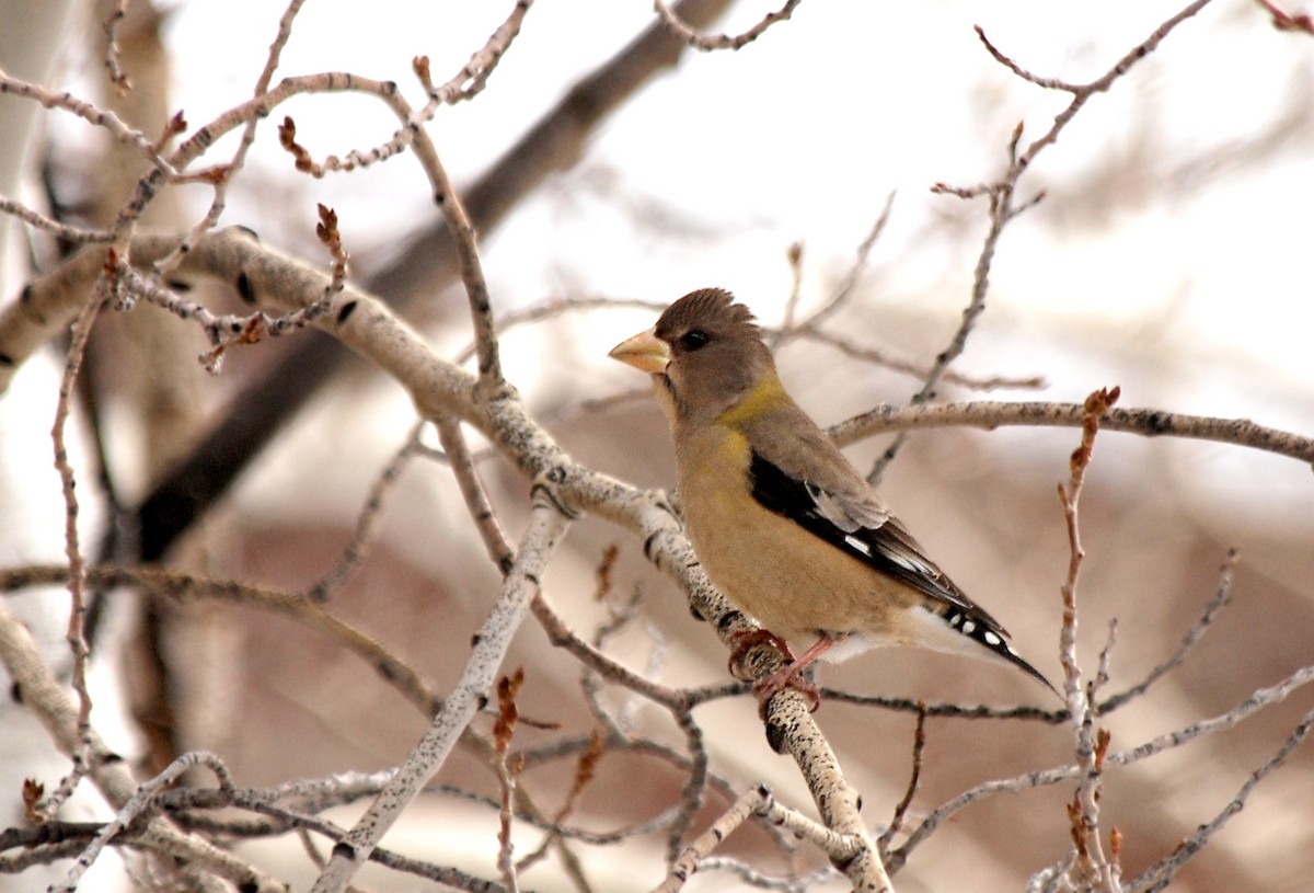 Evening Grosbeak - ML53807021