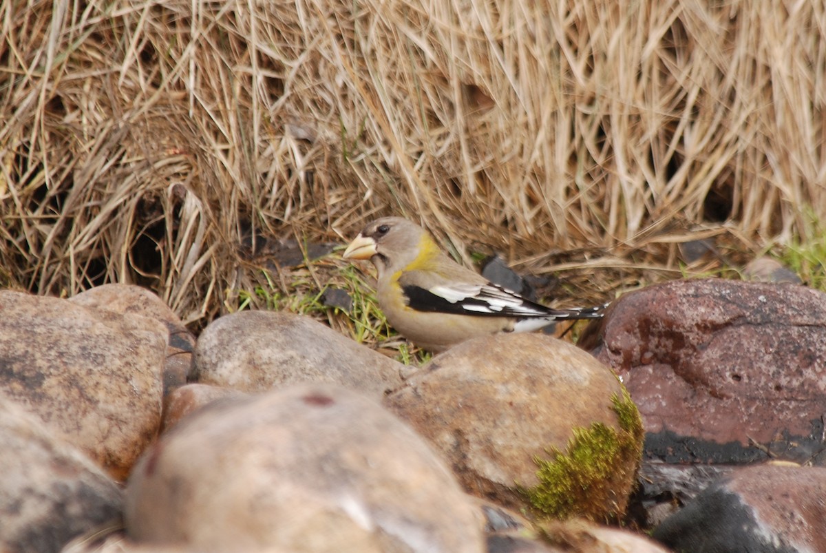 Evening Grosbeak - ML53807121