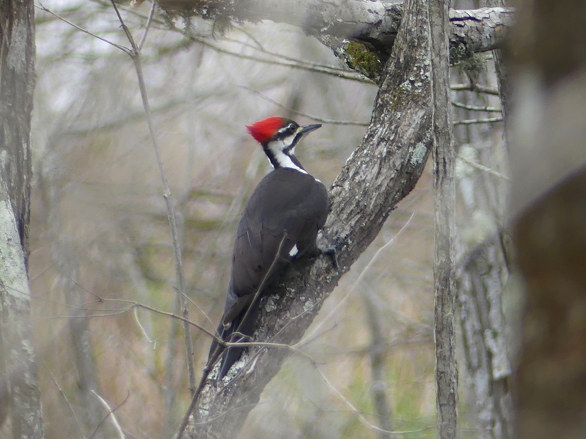 Pileated Woodpecker - ML538071531