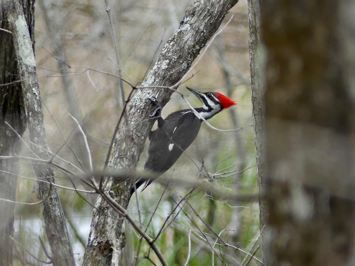 Pileated Woodpecker - ML538071541