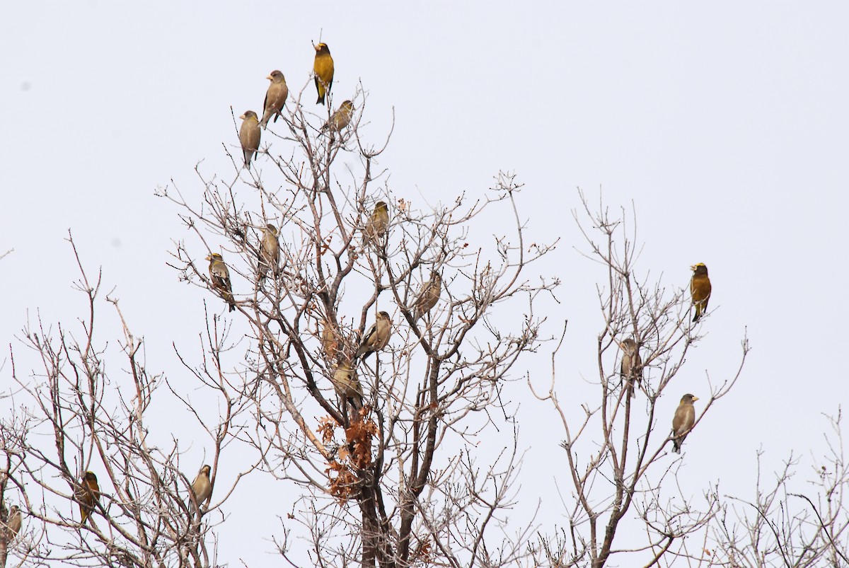 Evening Grosbeak - ML53807251