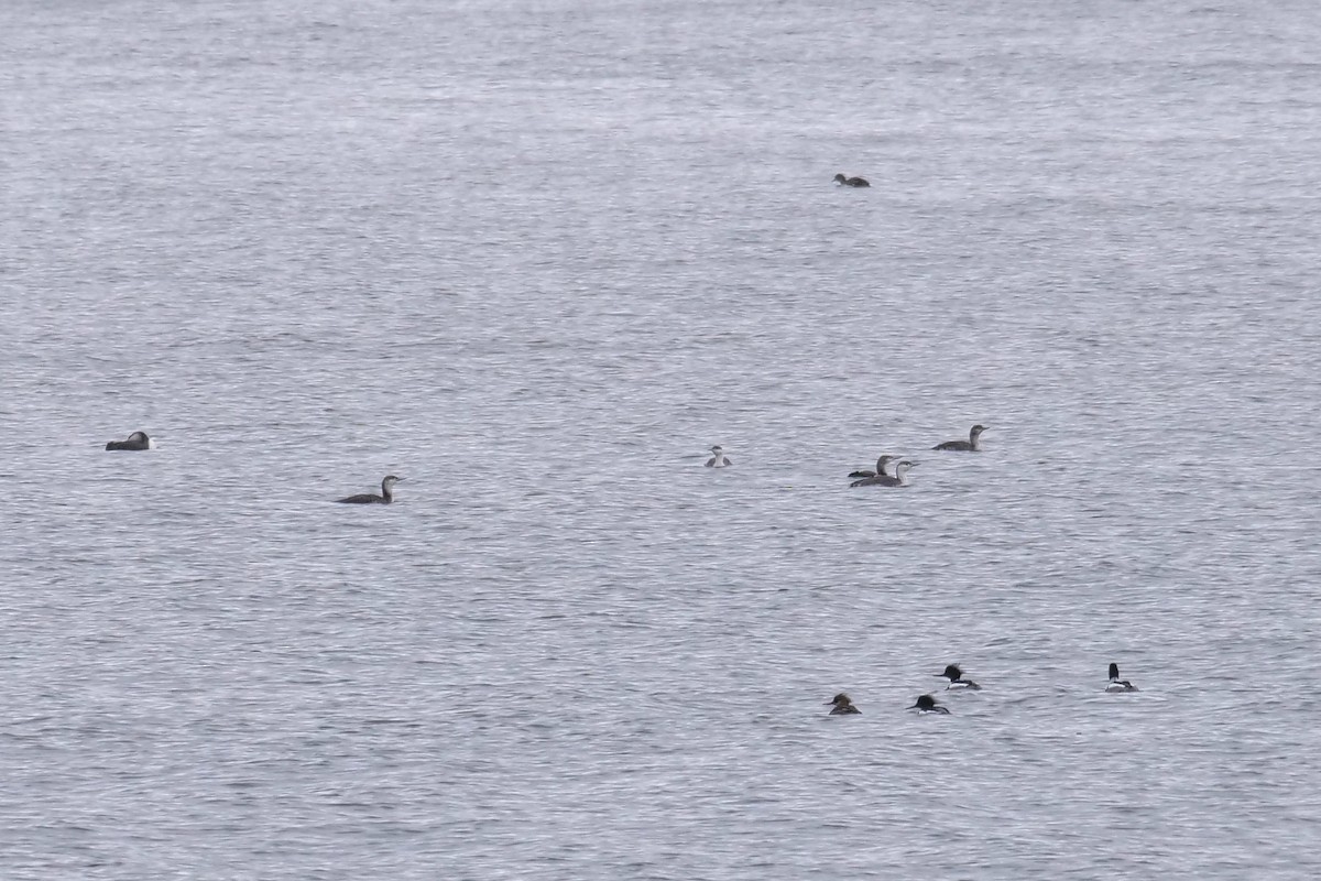 Red-throated Loon - ML538074841