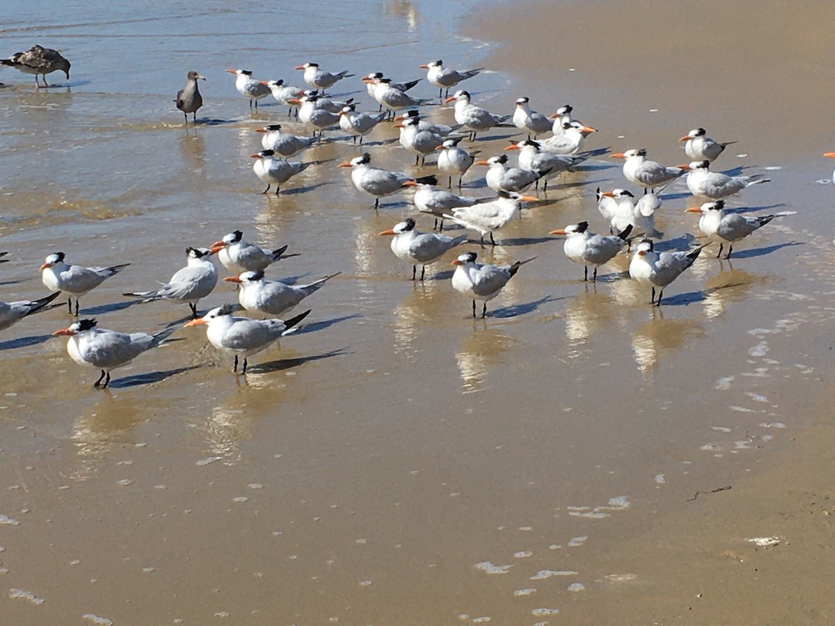 Royal Tern - ML538075291