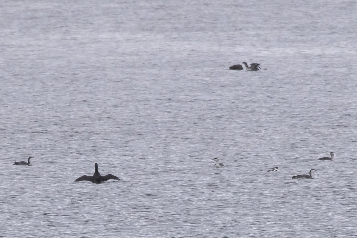 Red-throated Loon - ML538075671