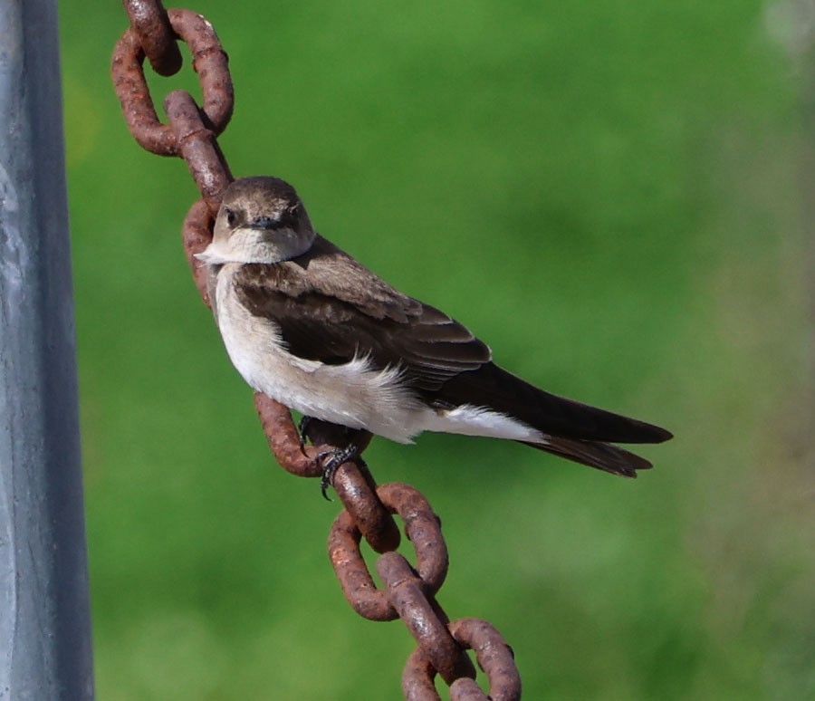 Hirondelle à ailes hérissées - ML538077741