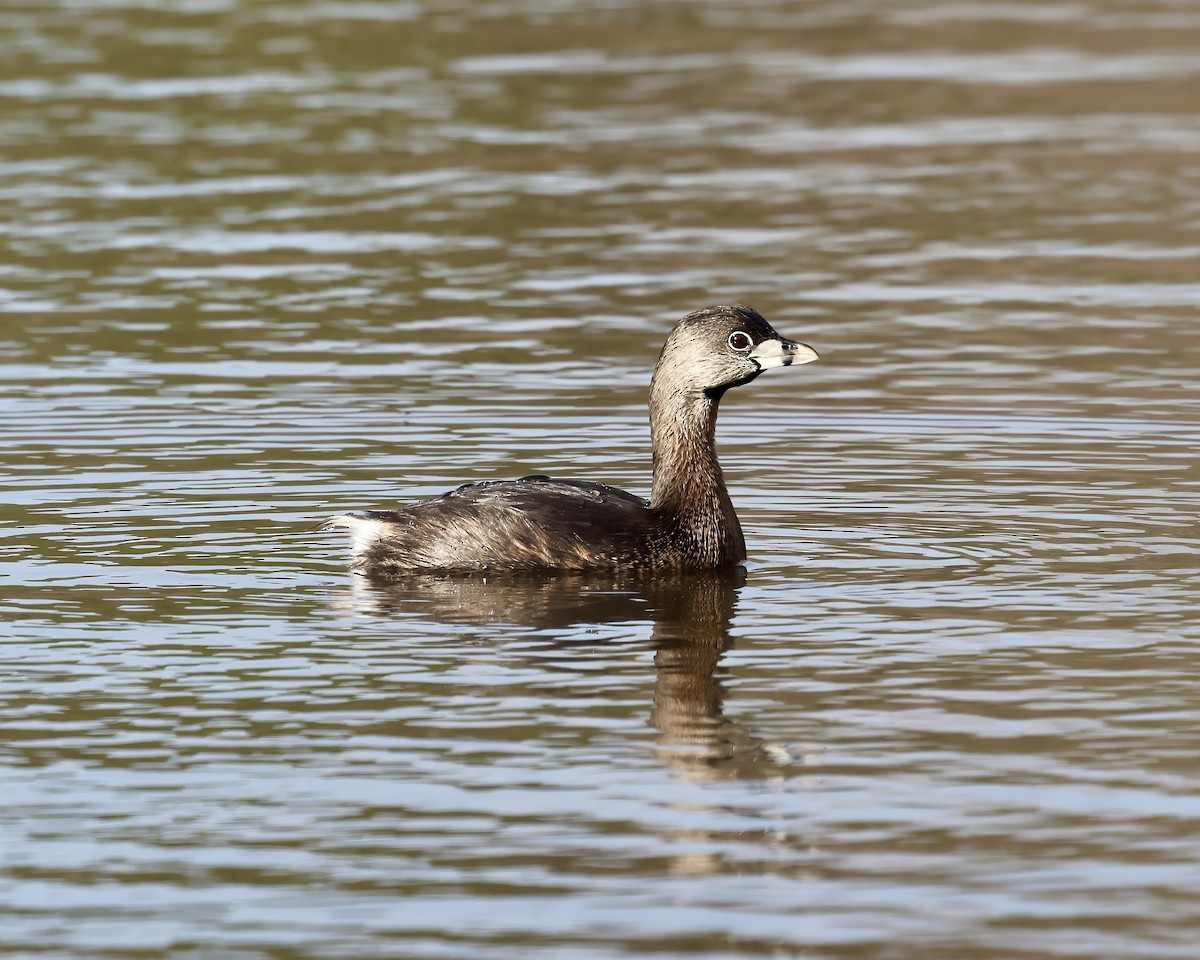 Pied-billed Grebe - ML538078841