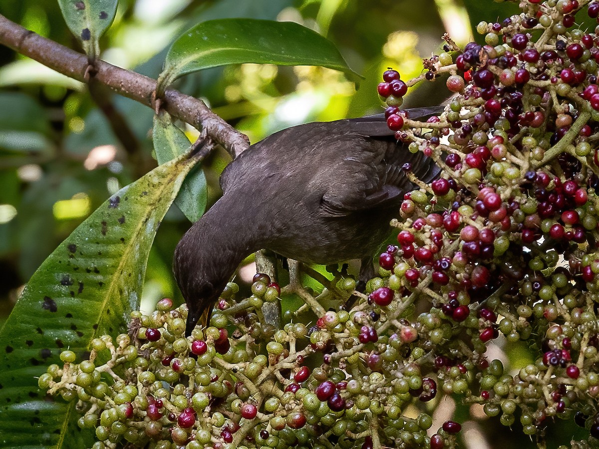 Mountain Thrush - ML538078861