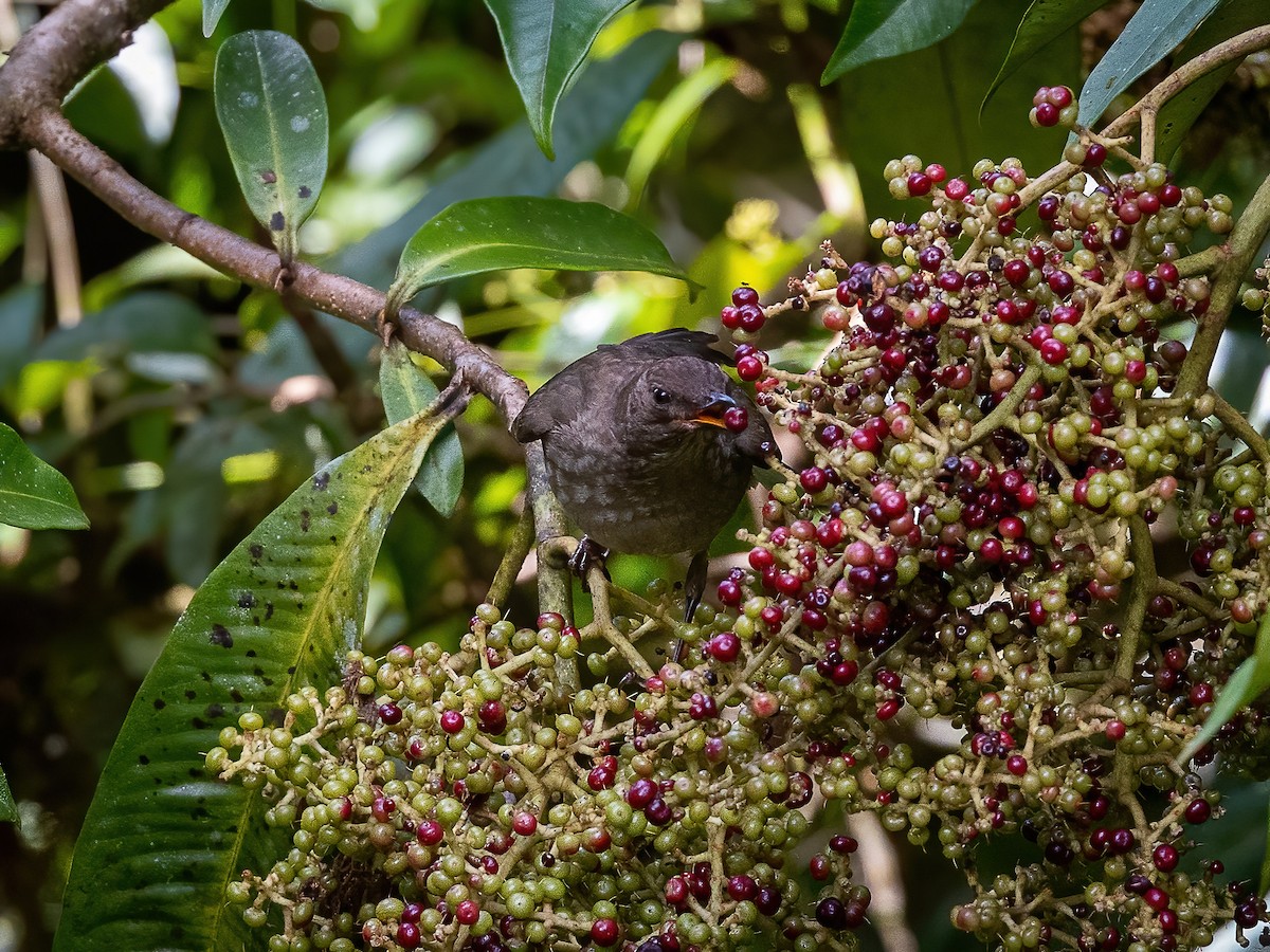 Mountain Thrush - ML538078871