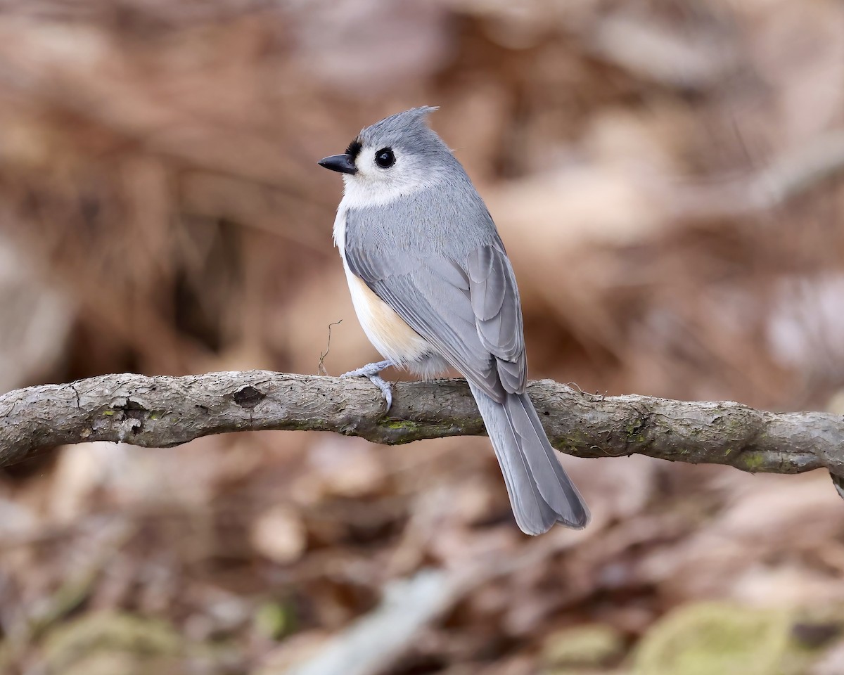 Tufted Titmouse - ML538079111