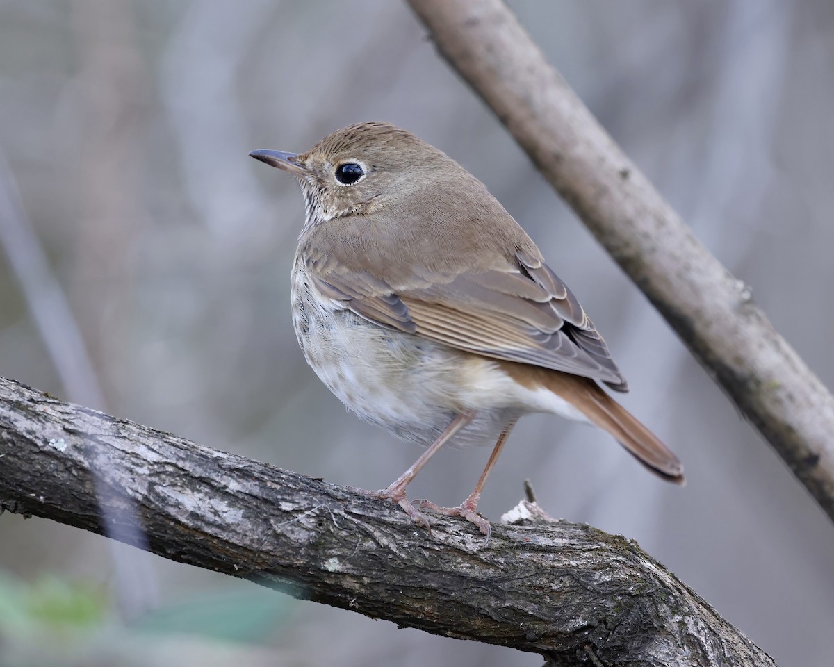 Hermit Thrush - ML538079211