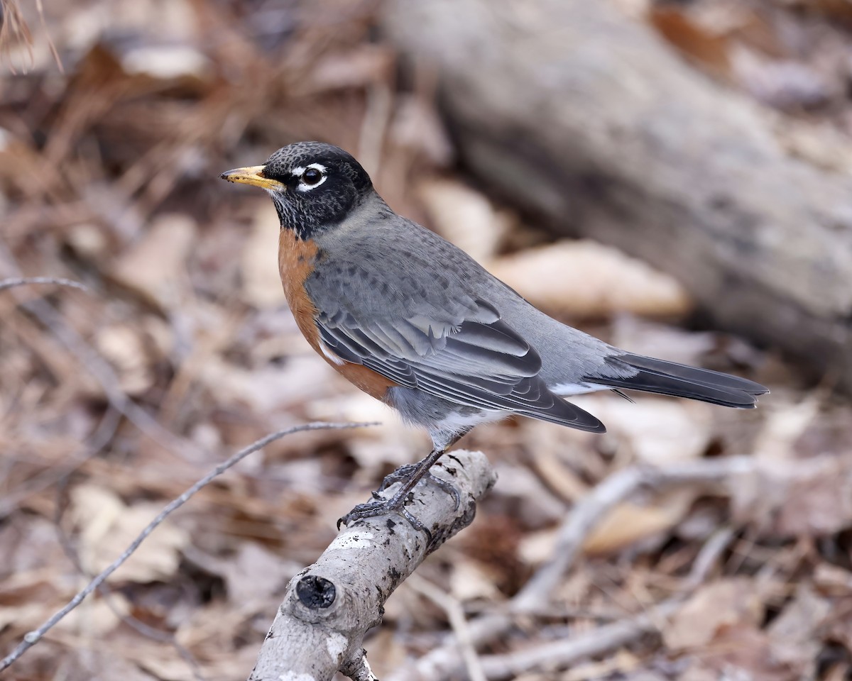 American Robin - ML538079311