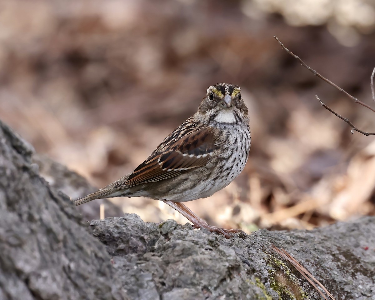 White-throated Sparrow - ML538079391