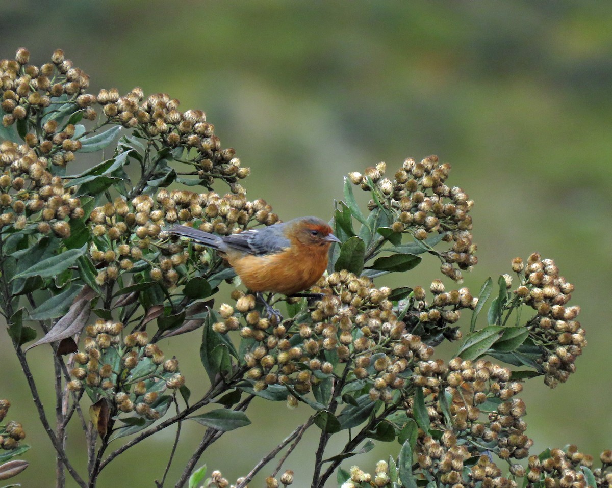 Rufous-browed Conebill - Roger Robb