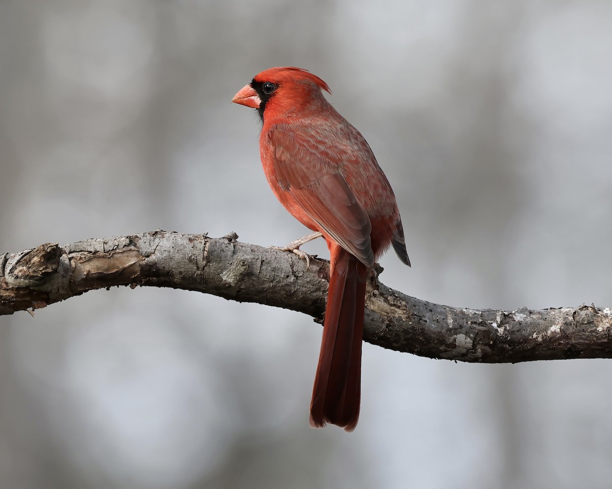 Northern Cardinal - ML538079461