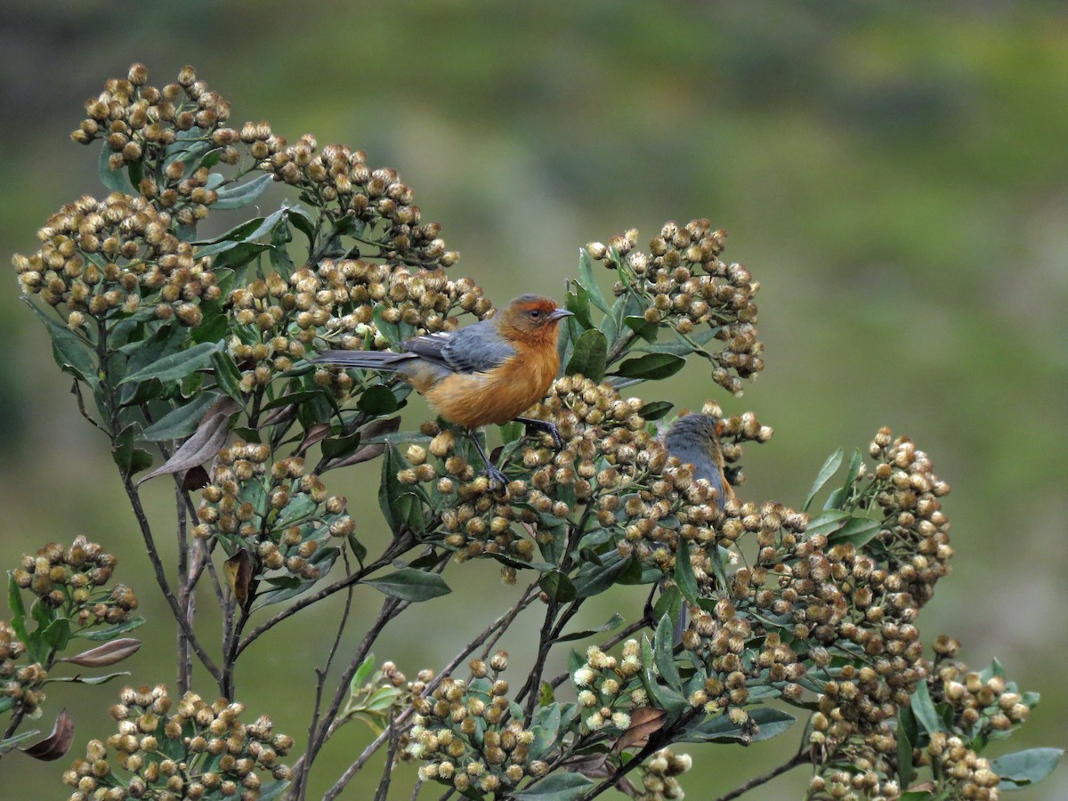 Rufous-browed Conebill - Roger Robb