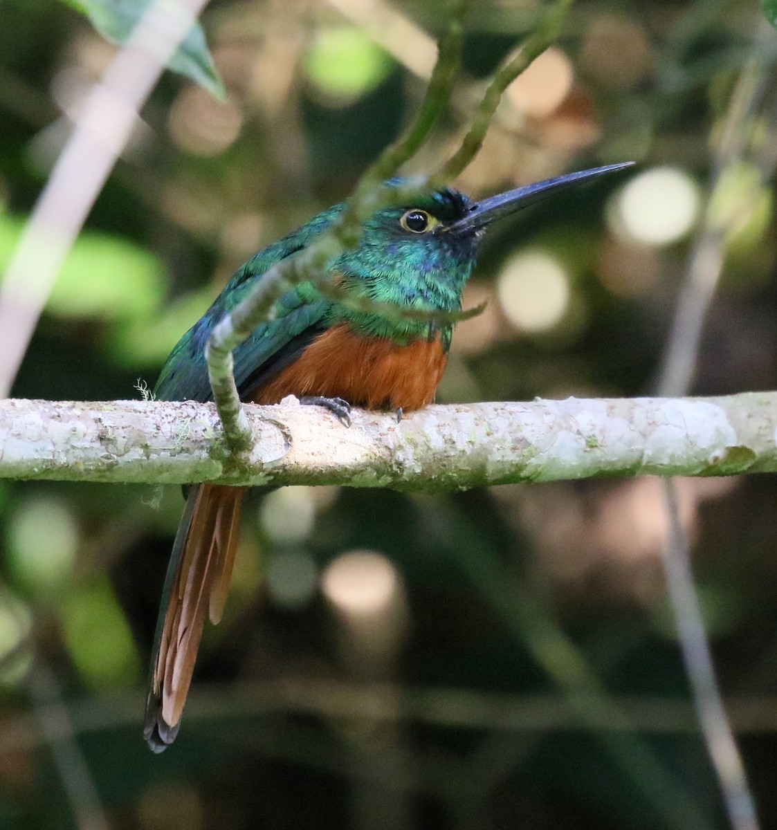 Coppery-chested Jacamar - ML53807951