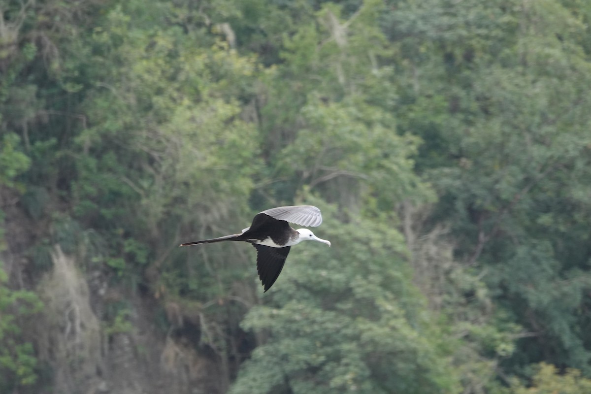 Magnificent Frigatebird - ML538080311