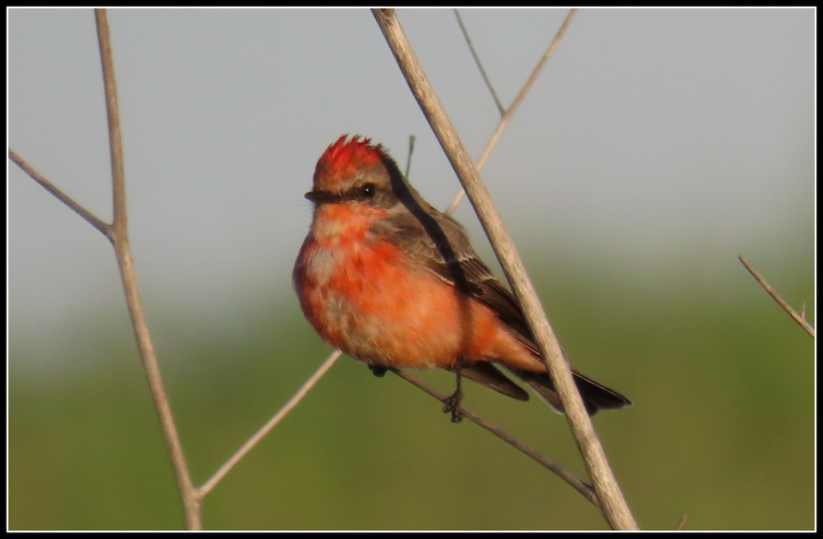 Vermilion Flycatcher - ML538080611