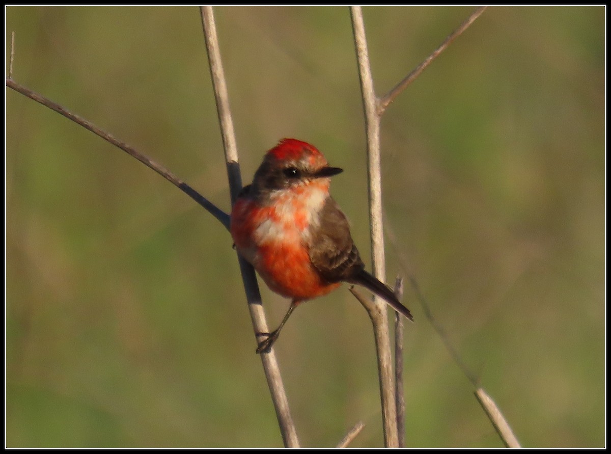 Vermilion Flycatcher - ML538080621