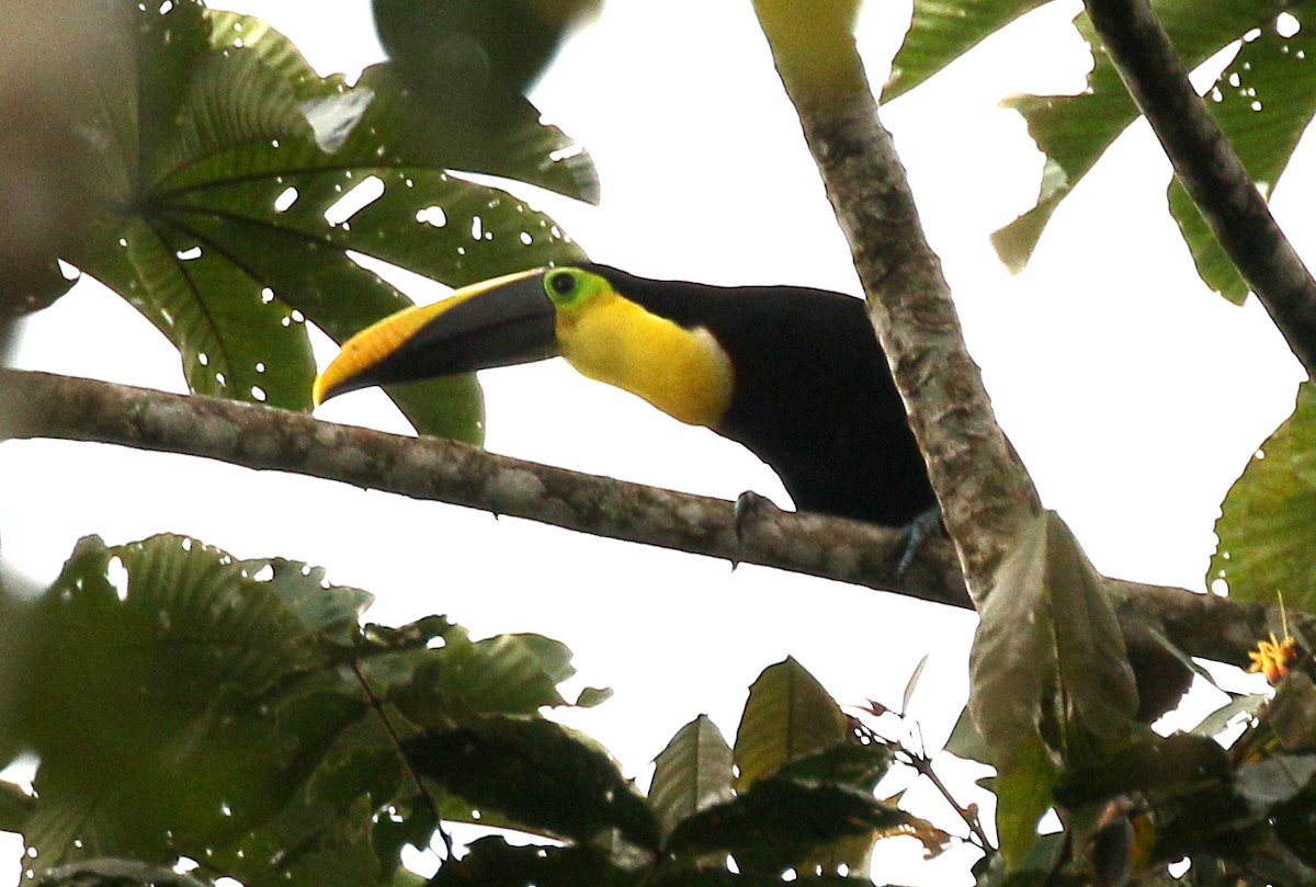 Yellow-throated Toucan - ML53808081