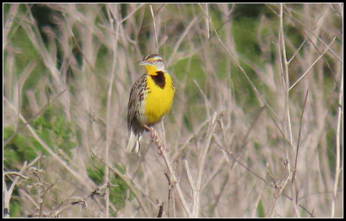 Western Meadowlark - ML538080931