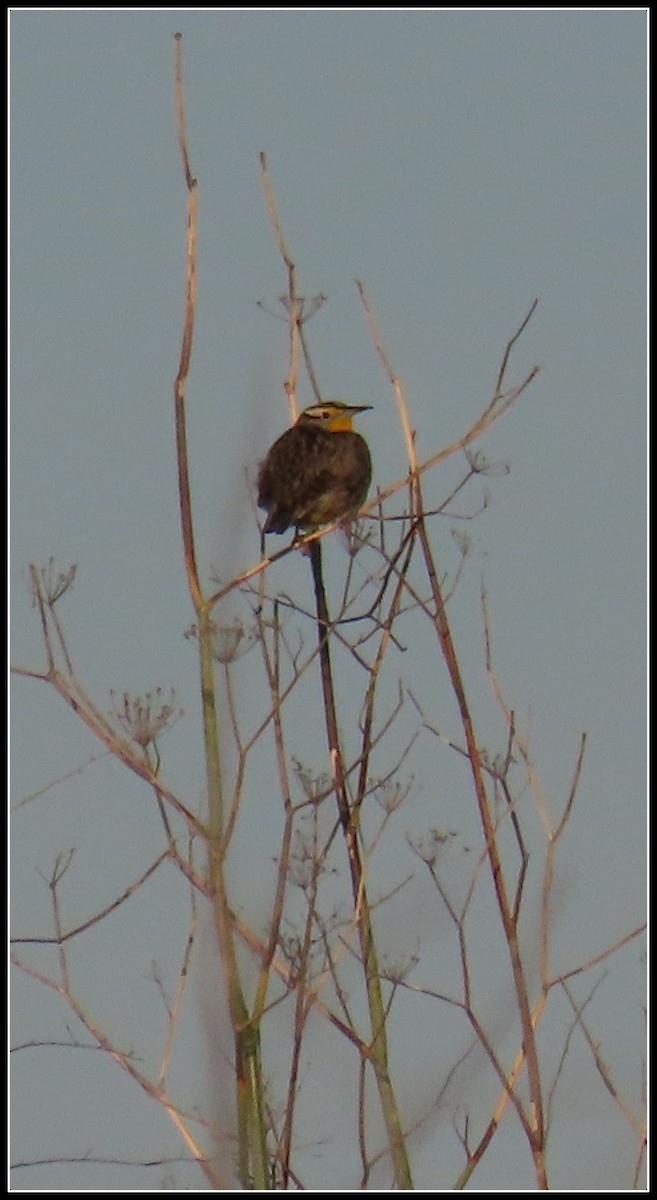 Western Meadowlark - ML538080941