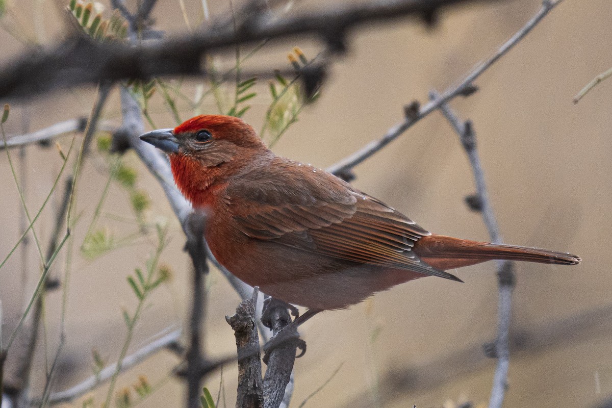 Hepatic Tanager - ML538081051