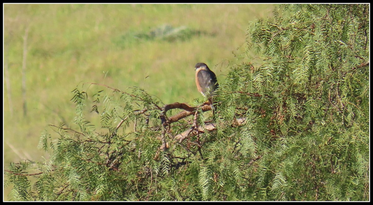 Sharp-shinned Hawk - ML538081121