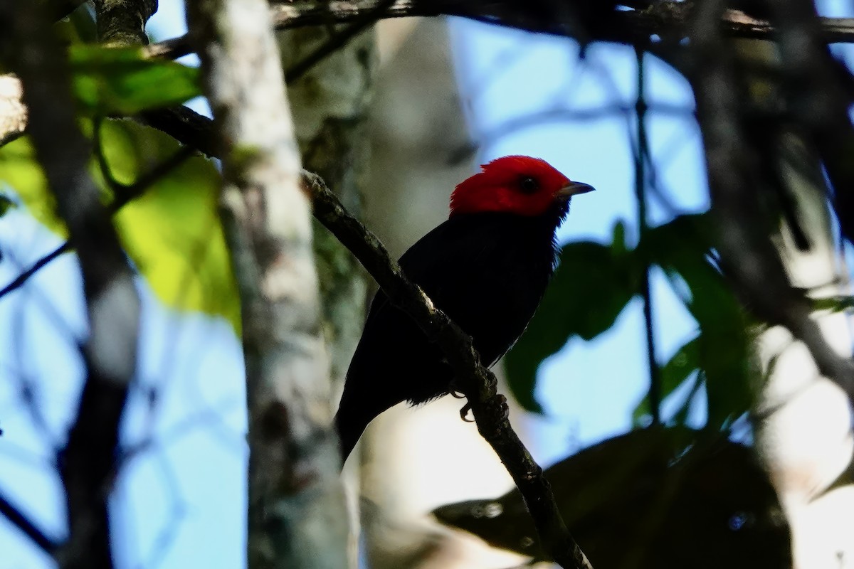 Red-headed Manakin - ML538081221