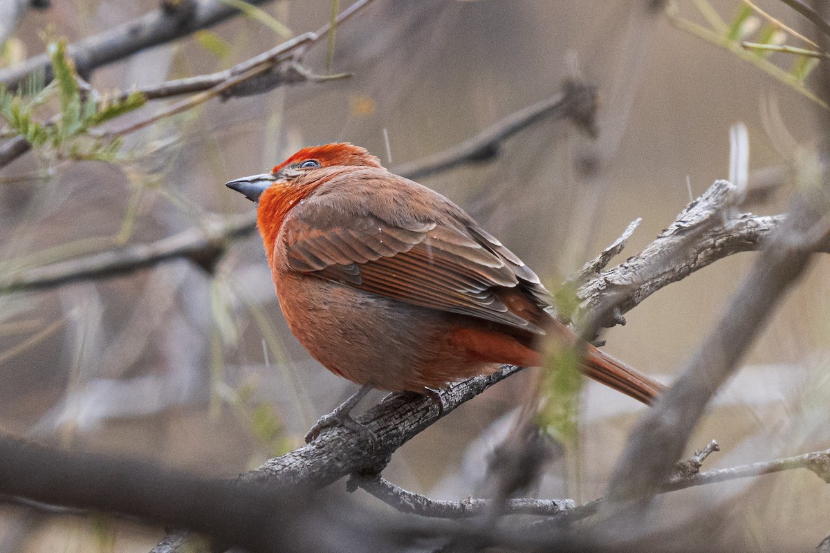 Hepatic Tanager - ML538081381