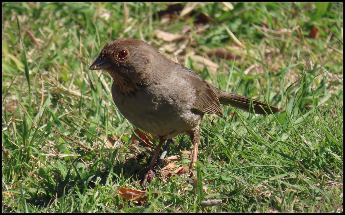 California Towhee - ML538082221