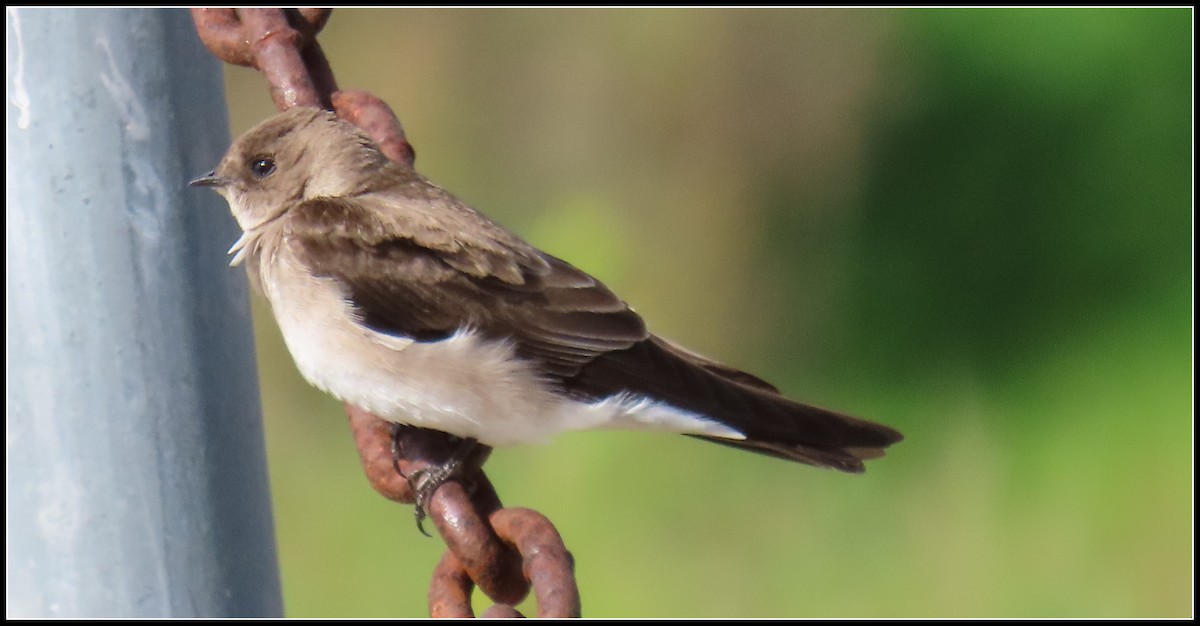 Northern Rough-winged Swallow - ML538082571