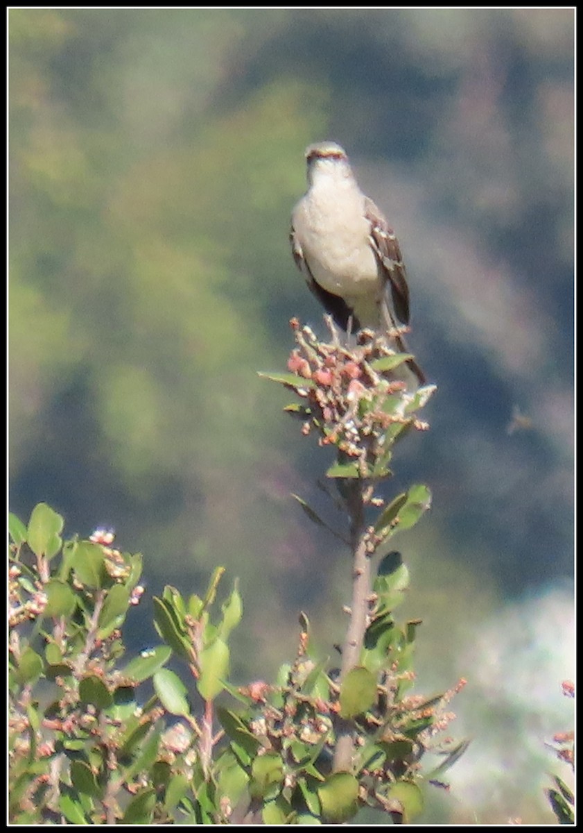 Northern Mockingbird - ML538082811