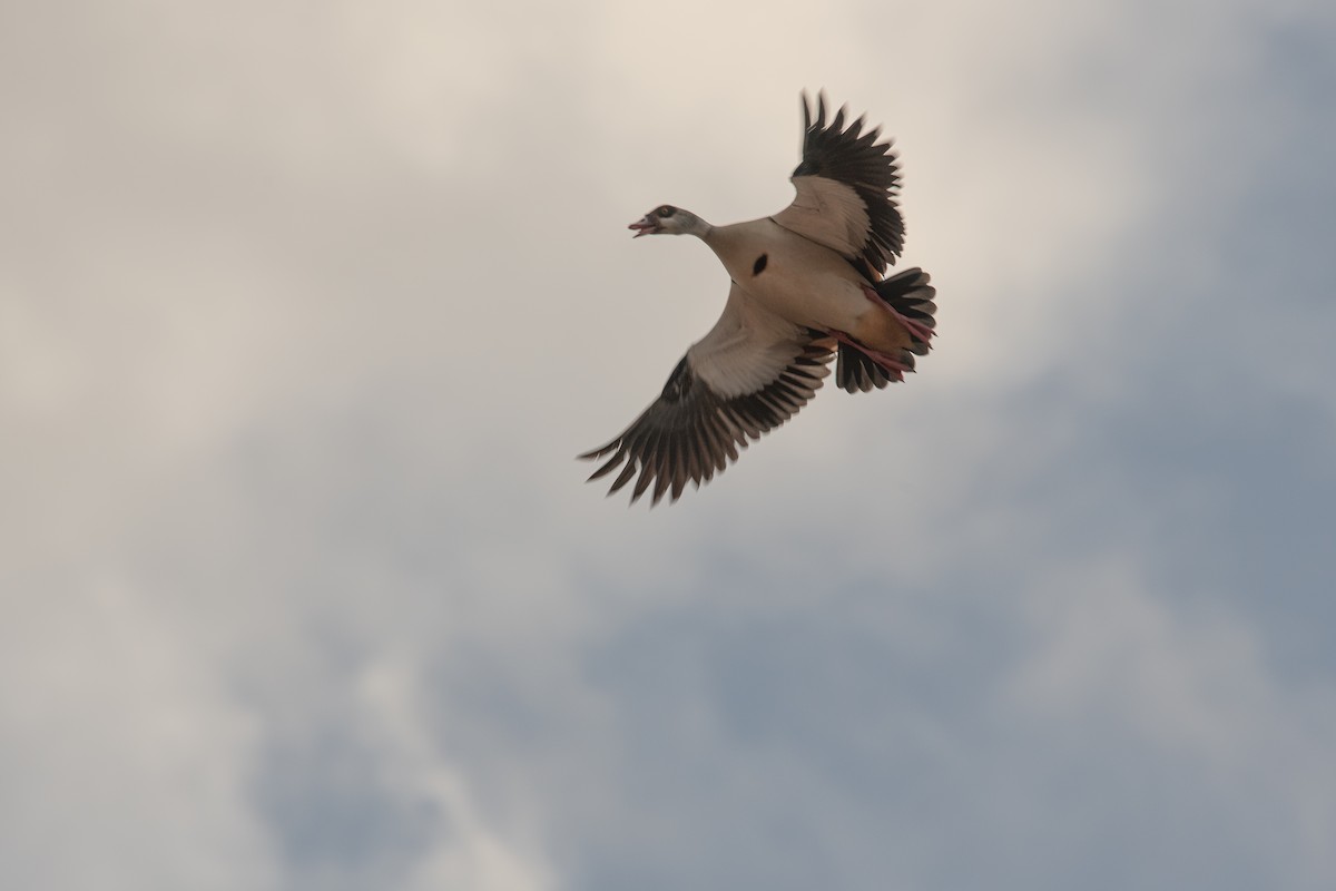 Egyptian Goose - ML538082911